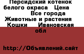 Персидский котенок белого окраса › Цена ­ 35 000 - Все города Животные и растения » Кошки   . Ивановская обл.